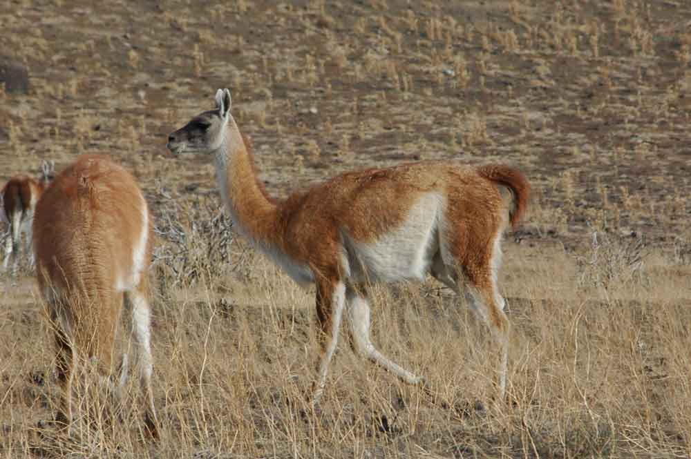 Guanaco - parque nacional de las Torres del Paine - Chile 2.jpg